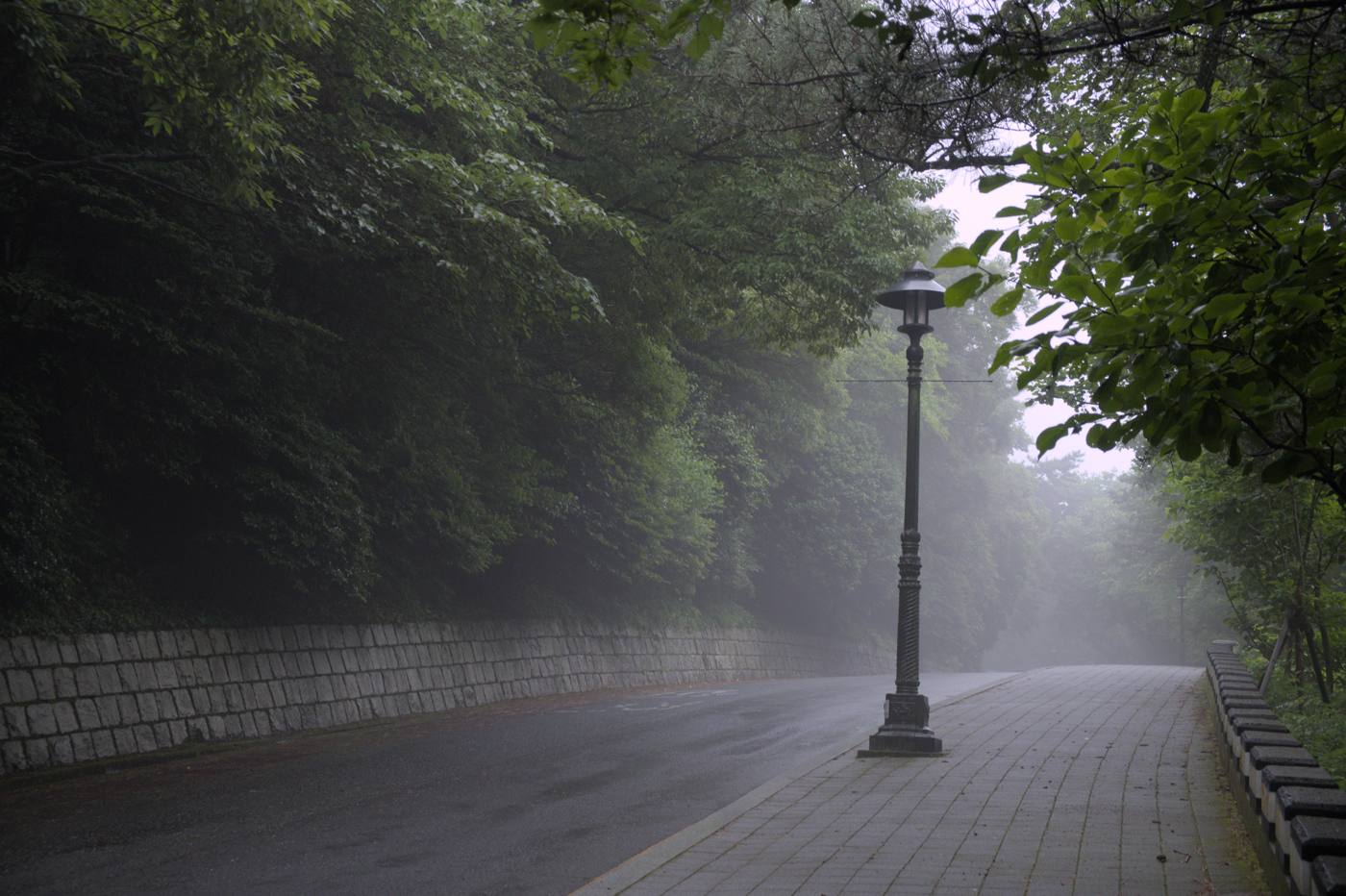 A lamppost on a wet, tree-lined road in the fog.